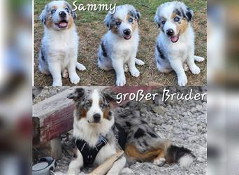 Welpen- Golden Retriever- Collie- Aussie- Rüde- Hündin- wir dürfen Ausziehen