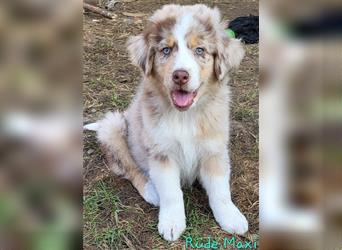 Welpen- Golden Retriever- Collie- Aussie- Rüde- Hündin- wir dürfen Ausziehen