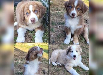 Welpen- Golden Retriever- Collie- Aussie- Rüde- Hündin- wir dürfen Ausziehen