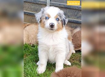 Welpen- Golden Retriever- Collie- Aussie- Rüde- Hündin- wir dürfen Ausziehen