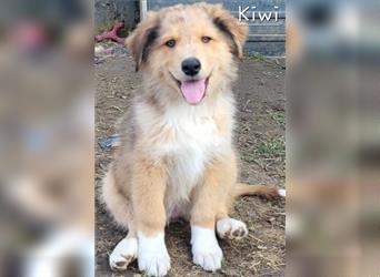 Welpen- Golden Retriever- Collie- Aussie- Rüde- Hündin- wir dürfen Ausziehen