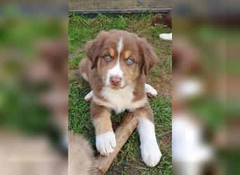 Welpen- Golden Retriever- Collie- Aussie- Rüde- Hündin- wir dürfen Ausziehen