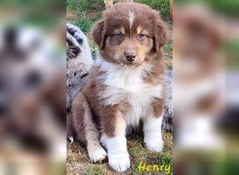 Welpen- Golden Retriever- Collie- Aussie- Rüde- Hündin- wir dürfen Ausziehen