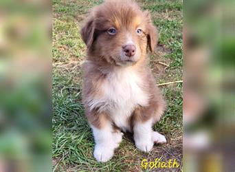 Welpen- Golden Retriever- Collie- Aussie- Rüde- Hündin- wir dürfen Ausziehen