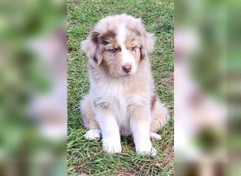 Welpen- Golden Retriever- Collie- Aussie- Rüde- Hündin- wir dürfen Ausziehen