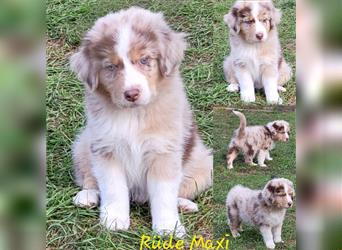 Welpen- Golden Retriever- Collie- Aussie- Rüde- Hündin- wir dürfen Ausziehen