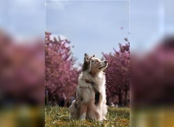 Australian Shepherd Hündin