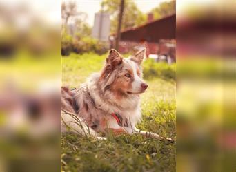 Australian Shepherd Hündin