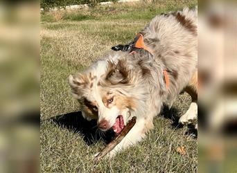 Australian Shepherd Hündin