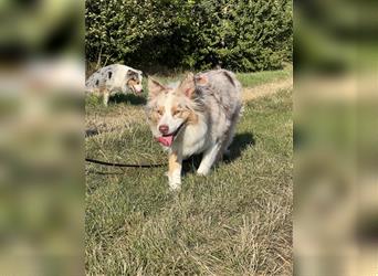 Australian Shepherd Hündin