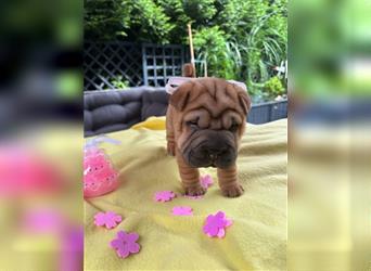 Shar pei (SHAR-PEI) FCI Welpen schwarz und rot