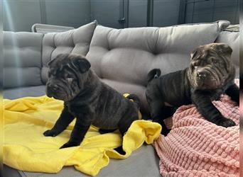 Shar pei FCI Welpen schwarz und rot