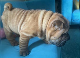 Shar pei (SHAR-PEI) FCI Welpen schwarz und rot