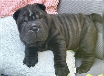 Shar pei FCI Welpen schwarz und rot