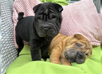 Shar pei (SHAR-PEI) FCI Welpen schwarz und rot