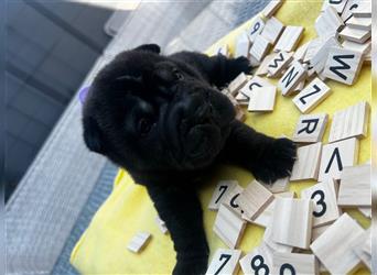 Shar pei FCI Welpen schwarz und rot