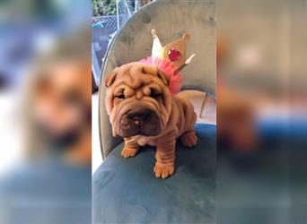 Shar pei FCI Welpen schwarz und rot