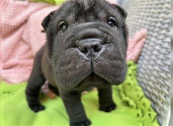 Shar pei (SHAR-PEI) FCI Welpen schwarz und rot