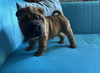 Shar pei (SHAR-PEI) FCI Welpen schwarz und rot