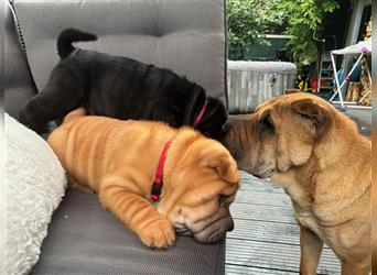 Shar pei FCI Welpen schwarz und rot