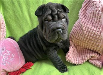 Shar pei (SHAR-PEI) FCI Welpen schwarz und rot