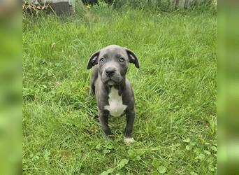 American Bully Welpen