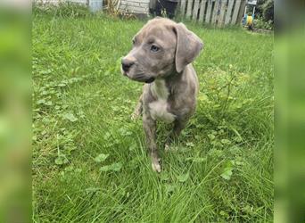 American Bully Welpen