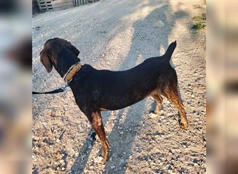 Sebastiano - kann gut mit  Hund und Mensch - einfach ein toller Typ!