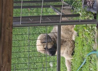 Germanische Bärenhund Welpen