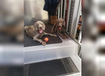 3 Weimaraner Welpen Reinrassig ABGABEBEREIT!