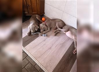 3 Weimaraner Welpen Reinrassig ABGABEBEREIT!