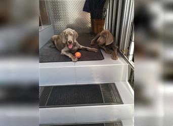 3 Weimaraner Welpen Reinrassig ABGABEBEREIT!