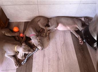 3 Weimaraner Welpen Reinrassig ABGABEBEREIT!