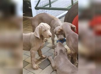 3 Weimaraner Welpen Reinrassig ABGABEBEREIT!