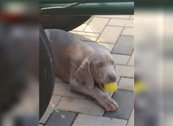 3 Weimaraner Welpen Reinrassig ABGABEBEREIT!