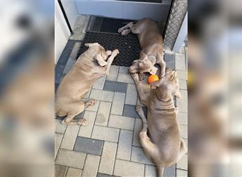 3 Weimaraner Welpen Reinrassig ABGABEBEREIT!