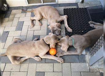 3 Weimaraner Welpen Reinrassig ABGABEBEREIT!