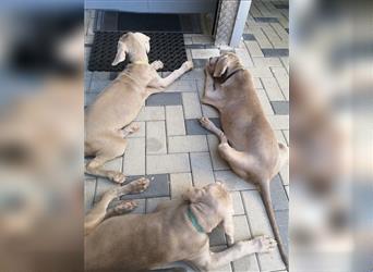 3 Weimaraner Welpen Reinrassig ABGABEBEREIT!