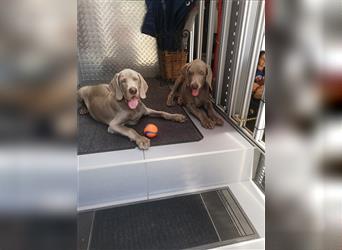 3 Weimaraner Welpen Reinrassig