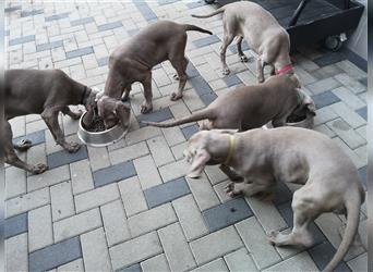 3 Weimaraner Welpen Reinrassig