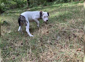 Bulldoggen Mix Welpen wunderschön