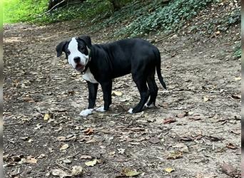 Bulldoggen Mix Welpen wunderschön