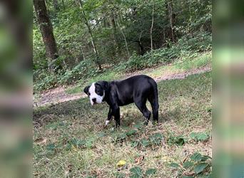 Bulldoggen Mix Welpen wunderschön