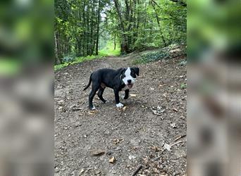 Bulldoggen Mix Welpen wunderschön