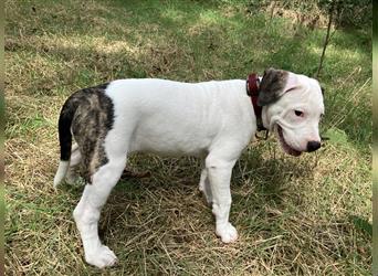 Bulldoggen Mix Welpen wunderschön