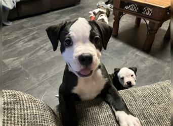 Bulldoggen Mix Welpe (Amerikanische Bulldogge mit American Bully)