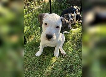 Bulldoggen-Mix Welpe (Amerikanische Bulldogge mit American Bully)