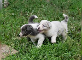 Border Collie Welpen, blau und slatemerle aus exklusiver Körzucht