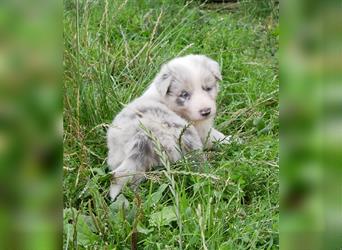 Border Collie Welpen, blau und slatemerle aus exklusiver Körzucht