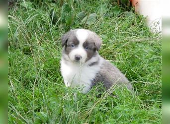 Border Collie Welpen, blau und slatemerle aus exklusiver Körzucht